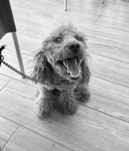 Perrito de inspiración